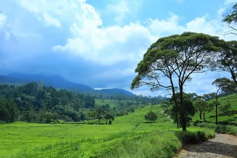 Pine forests Stock Photos