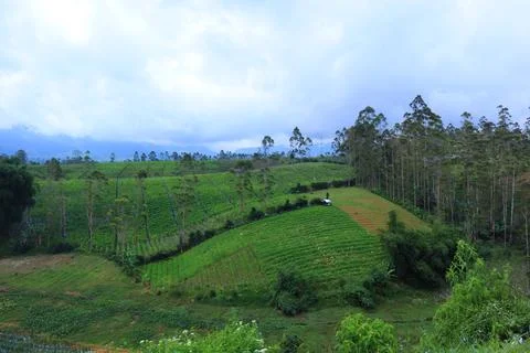 Pine forests Stock Photos