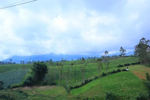 Pine forests Stock Photos