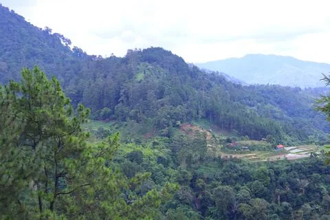 Pine forests Stock Photos