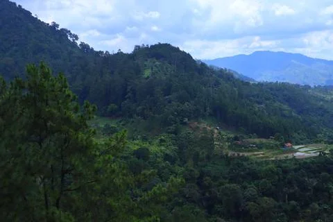 Pine forests Stock Photos