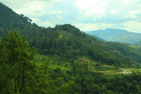 Pine forests Stock Photos