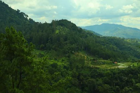 Pine forests Stock Photos