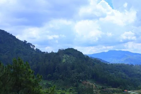 Pine forests Stock Photos