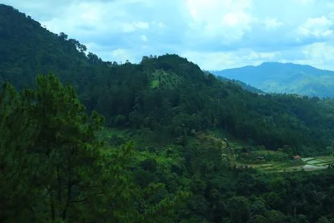 Pine forests Stock Photos