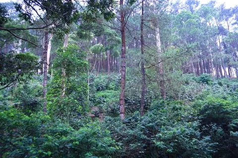 Pine forests Stock Photos