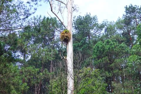 Pine forests Stock Photos