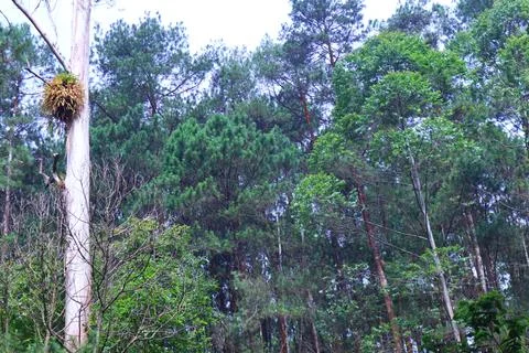 Pine forests Stock Photos