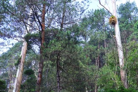 Pine forests Stock Photos