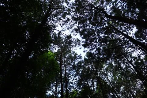 Pine forests Stock Photos