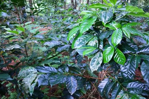 Pine forests Stock Photos