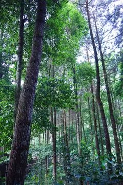 Pine forests Stock Photos