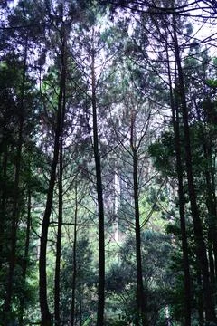 Pine forests Stock Photos