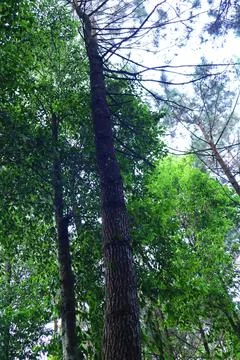 Pine forests Stock Photos