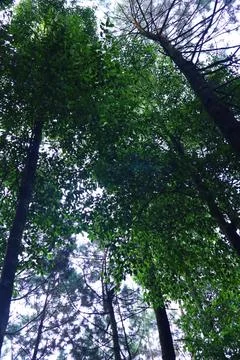 Pine forests Stock Photos