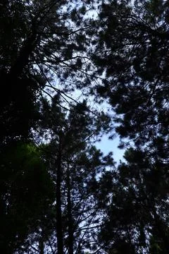 Pine forests Stock Photos