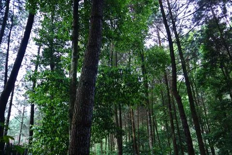 Pine forests Stock Photos