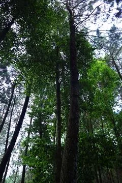 Pine forests Stock Photos