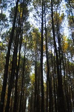 Pine forests Stock Photos