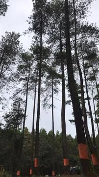 Pine Forests Stock Photos