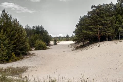 Pine forests on the sand dunes of the Gulf of Finland coast Stock Photos