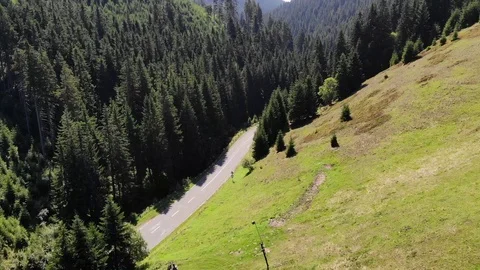 Pine forests in Scandinavia Stock Footage 114748738