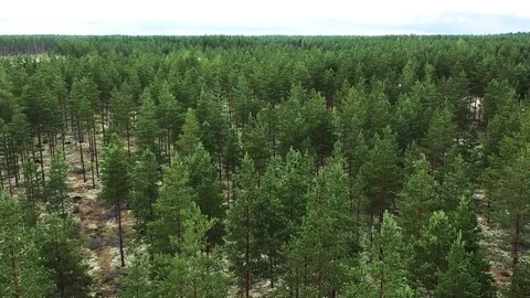 Pine forests in Scandinavia Stock Footage 114982940