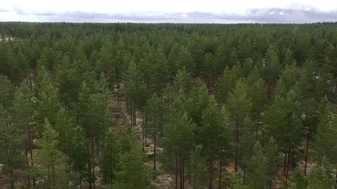 Pine forests in Scandinavia Stock Footage 114982952