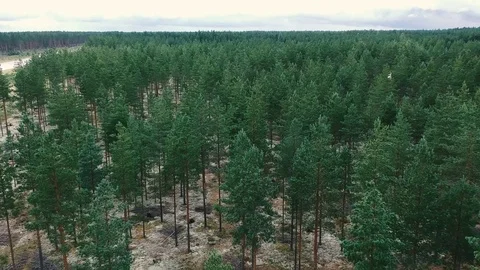 Pine forests in Scandinavia Stock Footage 114982955