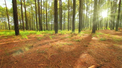 Pine forests in tropical forests Stock Footage 53014626