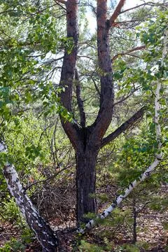 Pine with a forked trunk in forest Stock Photos