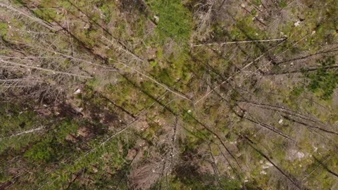 Pine forrest during a drought vertical spin. Stock-Footage 143233588