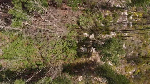 Pine forrest during a drought vertical aerial shot Stock-Footage 143233609