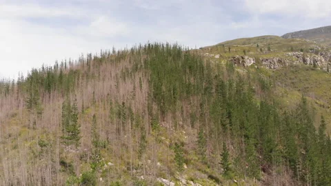 Pine forrest during a drought wide aerial perspective. Stock-Footage 143234008
