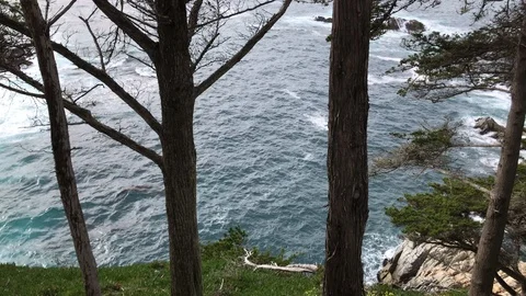 Pine Forrest Meets Blue Ocean Water big Sur CA 4K Stock Footage 105429451