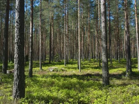 Pine forrest Stock Photos