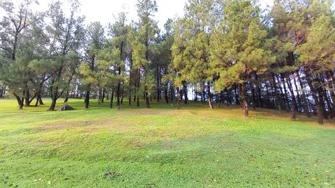 Pine forrest Stock Photos