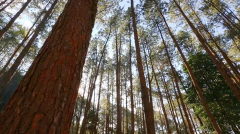 Pine forrest with sunlight Stock Footage 45630208