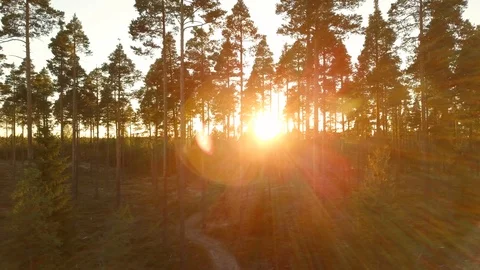 Pine forrest in sunset Stockbeeldmateriaal 91989490
