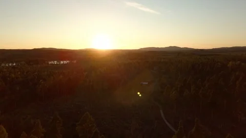 Pine forrest in sunset Stockbeeldmateriaal 91989565