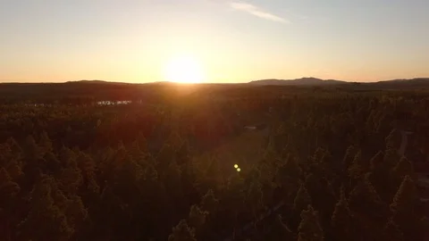 Pine forrest in sunset Stockbeeldmateriaal 91989648