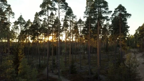 Pine forrest in sunset Stockbeeldmateriaal 91989716