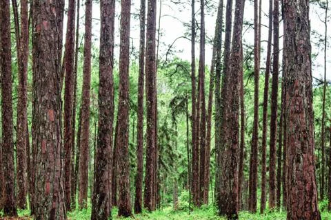 Pine with the freshness of nature. Stock Photos