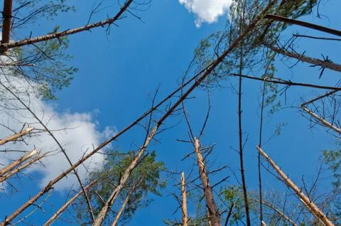 Pine frorest destructed by storm Foto stock