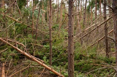 Pine frorest destructed by storm Stock Photos
