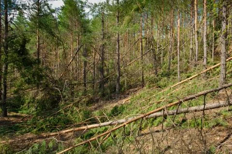 Pine frorest destructed by storm Stock Photos
