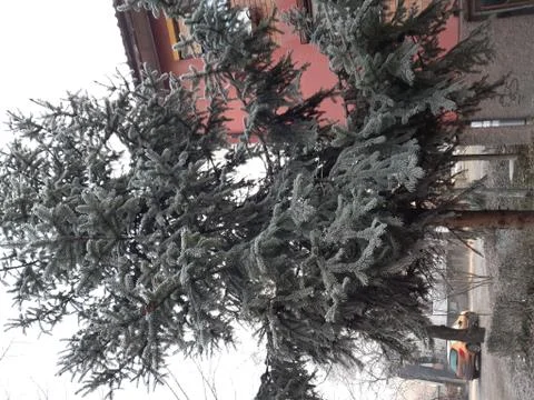 Pine frost Stock Photos