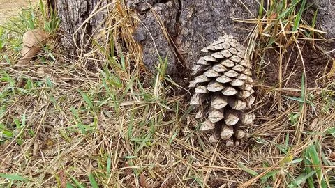 Pine fruit at the foot of the tree Foto stock