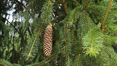 Pine Fruit, Fresh Pine Fruit, Pine Branches, Pine Needles Video stock 138573084