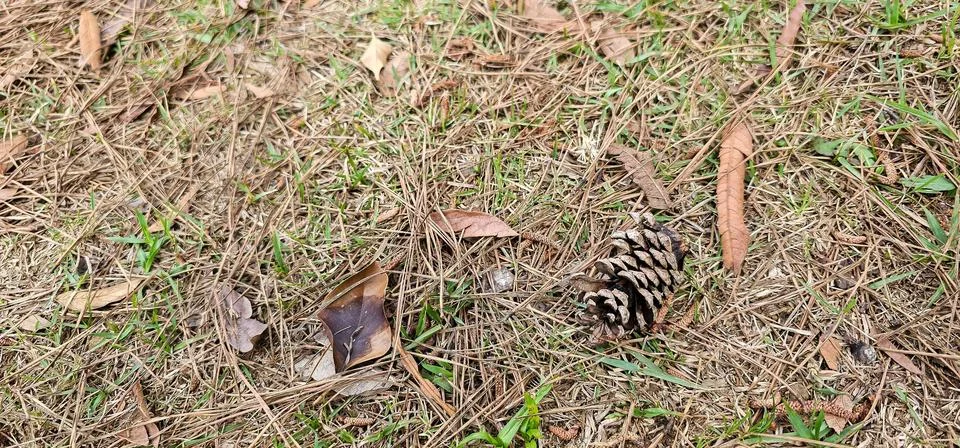 Pine fruit in lawn Foto stock
